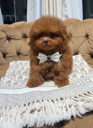 Teacup Poodle Girl