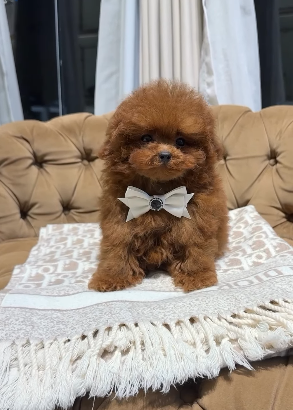 Teacup Poodle Girl