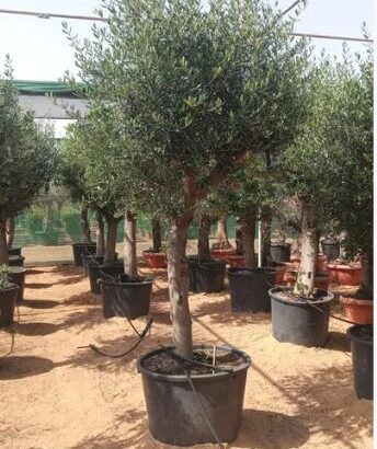 All kind of trees are available
