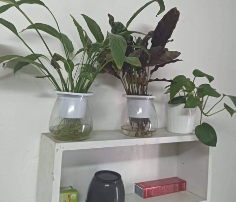 3 Plant for Sale