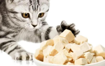 Freeze Dried Pet Food For Sale