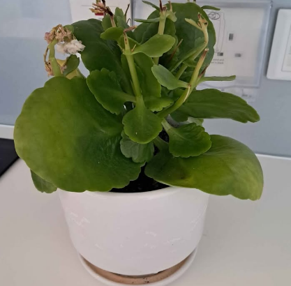 Reel Fresh Plant For Sale