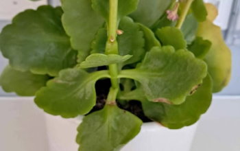 Reel Fresh Plant For Sale