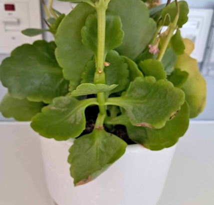 Reel Fresh Plant For Sale