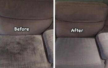 professional deep shampoo cleaning service