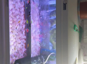 Used Aquarium for sale