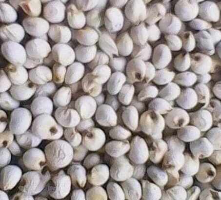 محاصيل زراعيه متنوعة