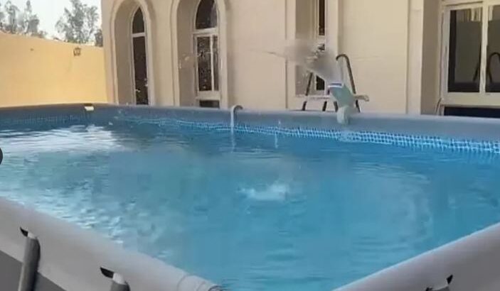 حوض سباحة متنقل للبيع