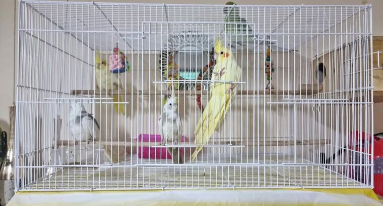 Bird cage in excellent condition for sale
