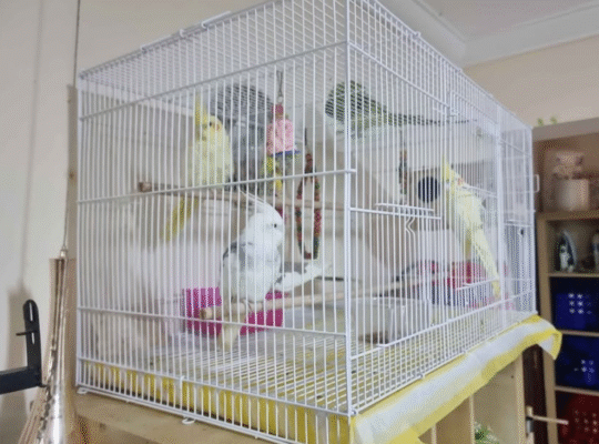 Bird cage in excellent condition for sale