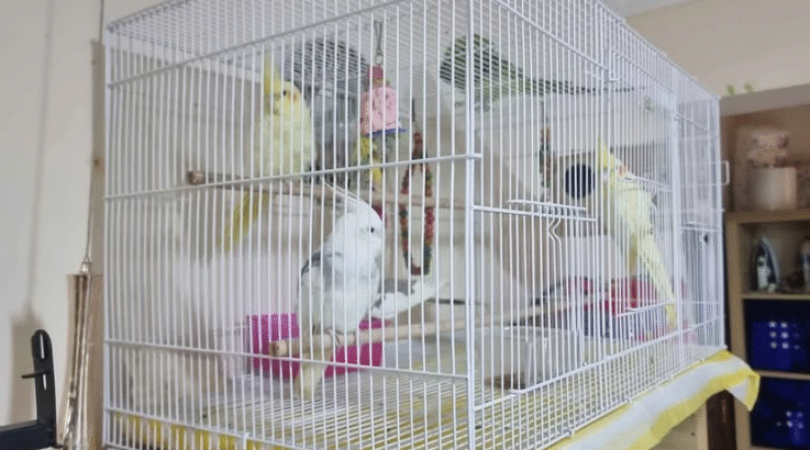Bird cage in excellent condition for sale