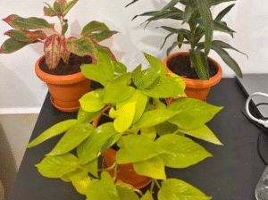 Air-Purifying Indoor Plants Bundle With Pots For S