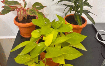 Air-Purifying Indoor Plants Bundle With Pots For S