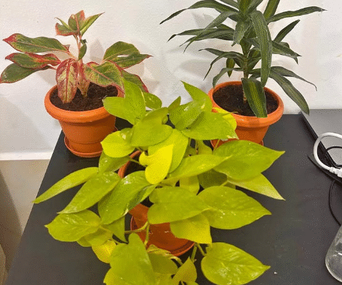Air-Purifying Indoor Plants Bundle With Pots For S