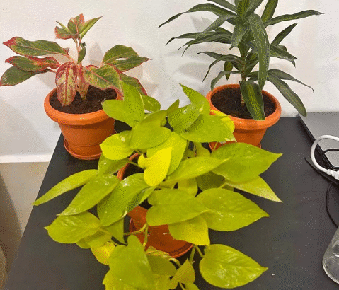 Air-Purifying Indoor Plants Bundle With Pots For S