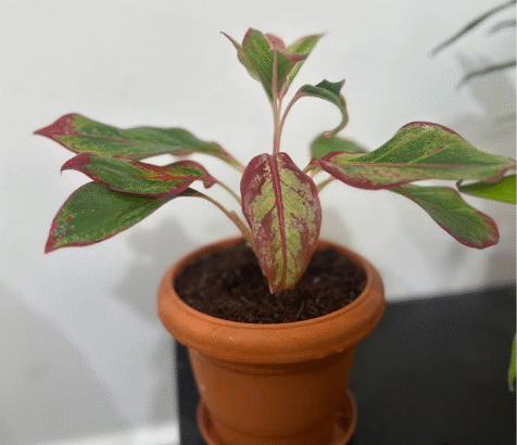 Air-Purifying Indoor Plants Bundle With Pots For S