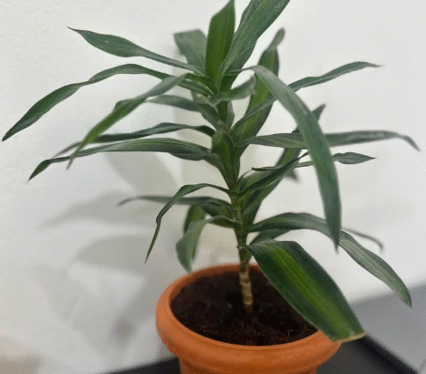 Air-Purifying Indoor Plants Bundle With Pots For S