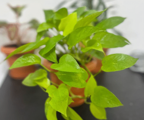 Air-Purifying Indoor Plants Bundle With Pots For S