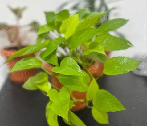 Air-Purifying Indoor Plants Bundle With Pots For S