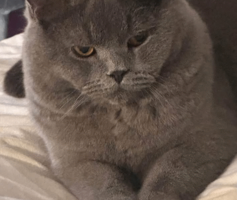 British short hair cat