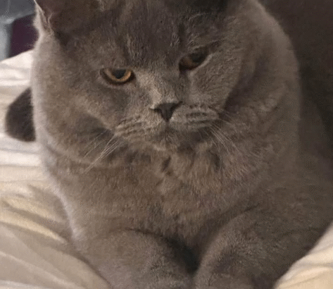 British short hair cat