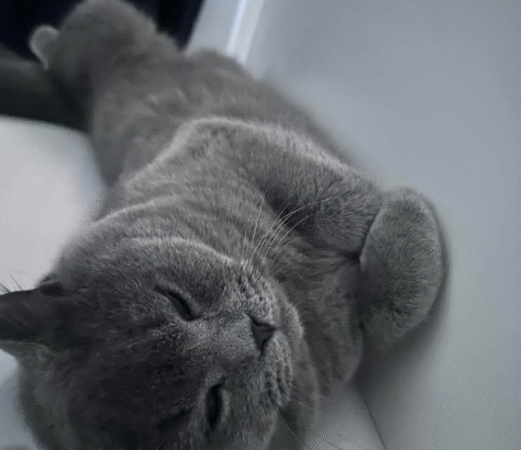 British short hair cat