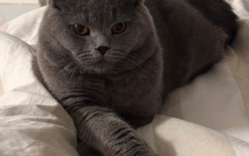 British short hair cat