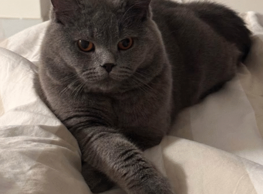 British short hair cat