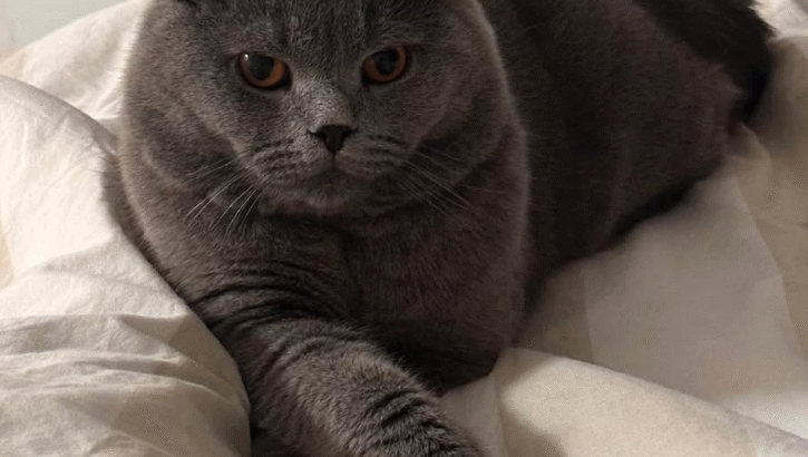 British short hair cat